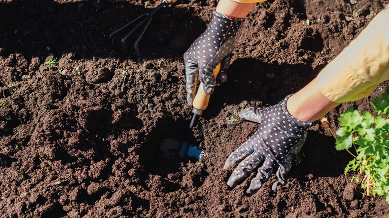Planting parsley plants in soil