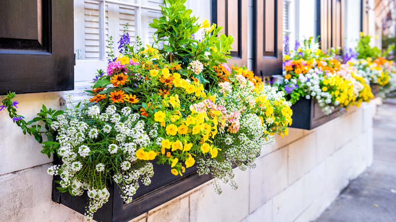 Window flower boxes