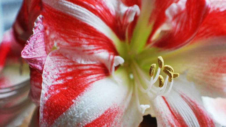 Candy cane amaryllis in bloom