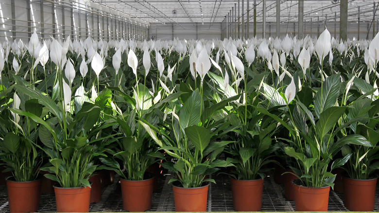 Light conditions are adjusted for peace lilies growing in a large, commercial greenhouse.