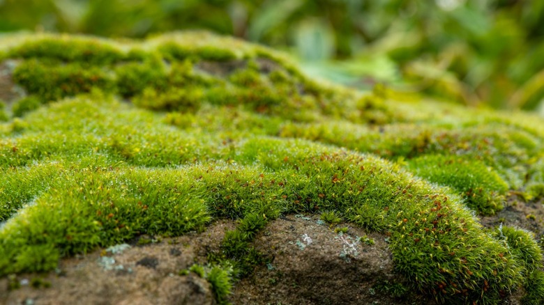 A closeup of a moss-covered rock