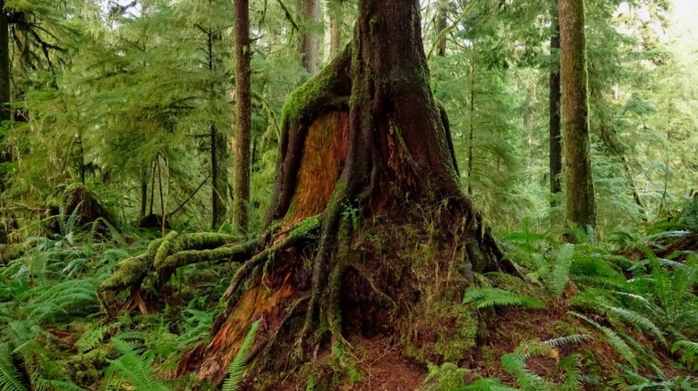 A moss-covered tree in Olympic National Park
