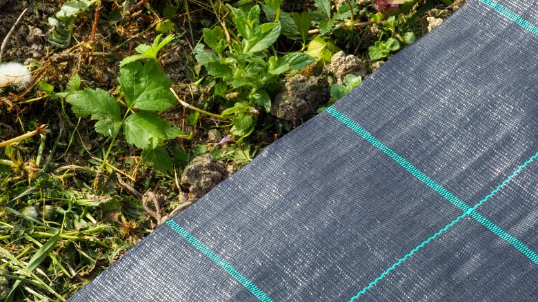 Landscape fabric lies over soil with plants growing in it, showing that weeds can take over the fabric