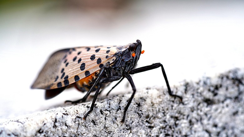 close up on spotted lanternfly sitting on rock