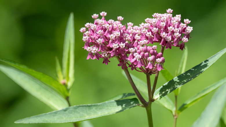 closeup on milkweed plant with pink flower blooming