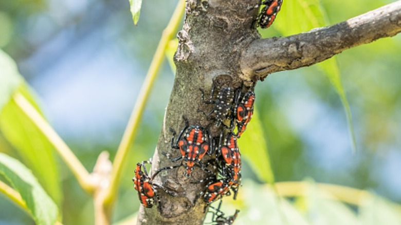 close up of spotted lanternfly red and black nymphs on tree trunk