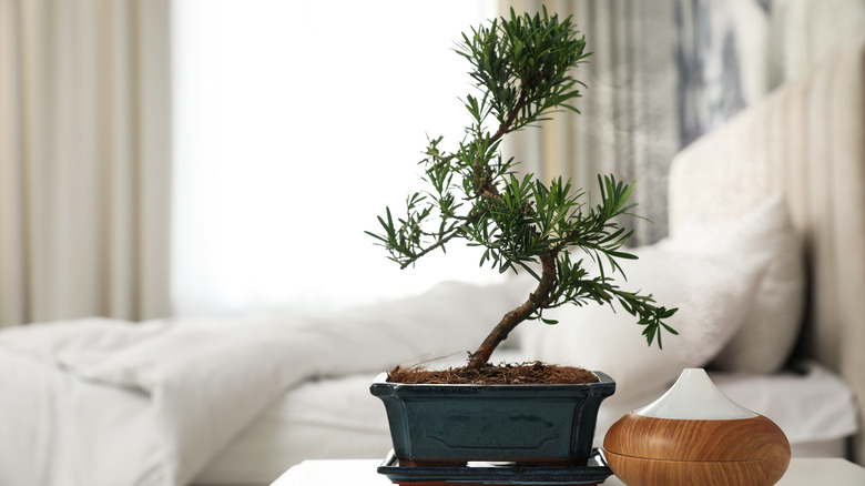 bonsai tree in bedroom