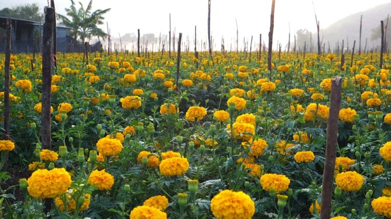 Rows of yellow marigolds supported by wood stakes