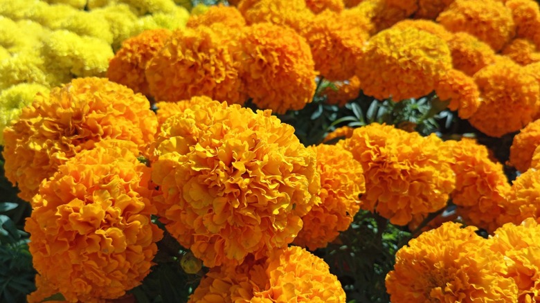 Bright yellow and orange marigolds in bloom.