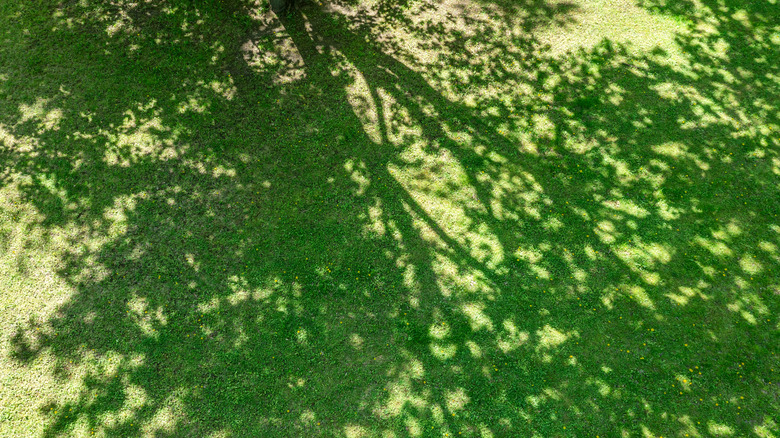 shadow of a tree on a grass lawn