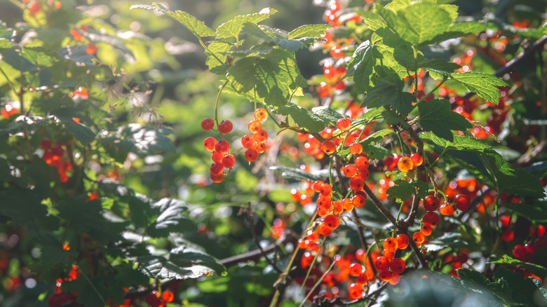 currant bush with red berries