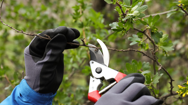 person pruning a currant bush