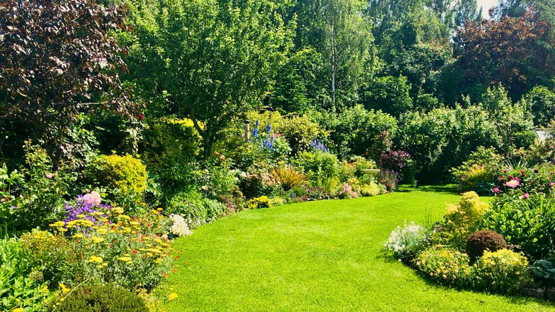 A lush garden with several thriving shrubs and a mowed lawn