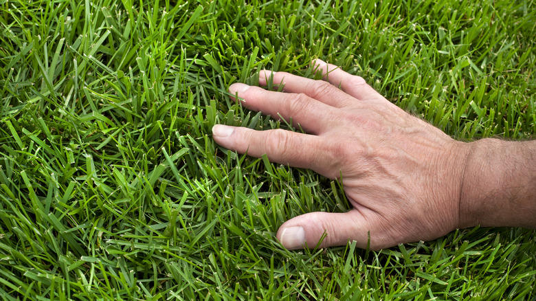 A man's hand touching a thick, green lawn