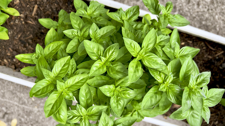 This is an overhead shot of a basil plant growing in a raised bed.