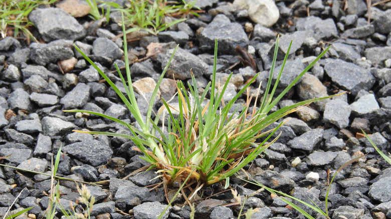 A weed growing through gravel