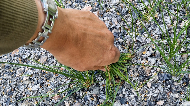 A person's hand pulling weeds from gravel