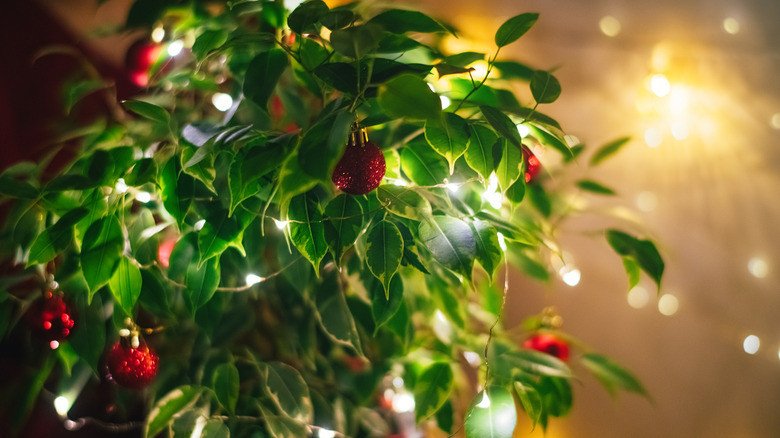 Christmas lights on houseplant 