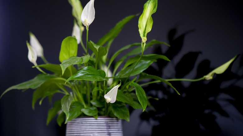 Flowering peace lily plant in decorative pot