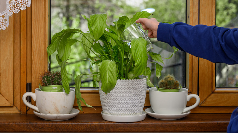 Someone watering a drooping, flowerless peace lily plant