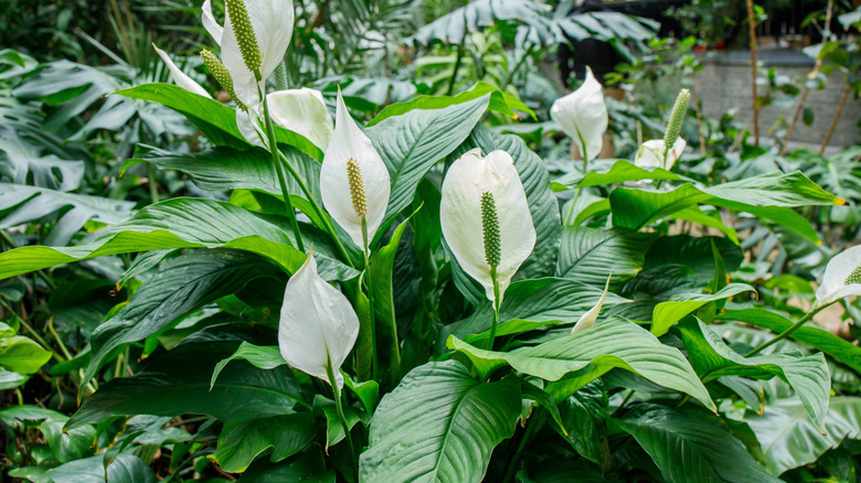 Peace lily plants with white blooms