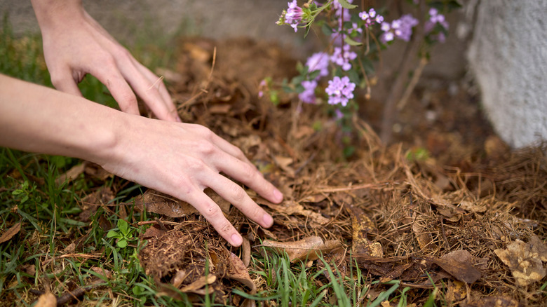 Hands apply homemade leaf mulch to a garden bed.