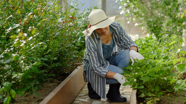 A woman wearing white gloves and a sun hat touches a strawberry plant while working in her garden.