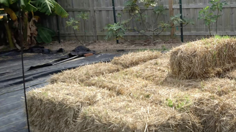 Sprouting straw bales outside in a garden ageing in the sun.