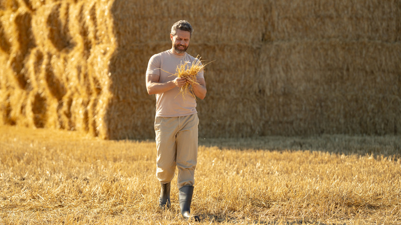 A farmer examines some straw with bales of straw behind him.
