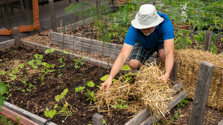 A man lays down straw mulch in a vegetable garden.