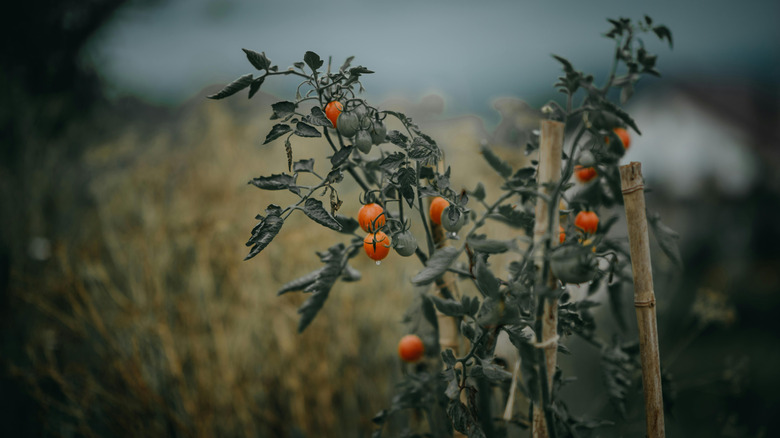Cherry tomato plant in a storm