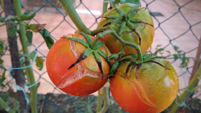 Cracked, rain-checked cherry tomatoes on vine