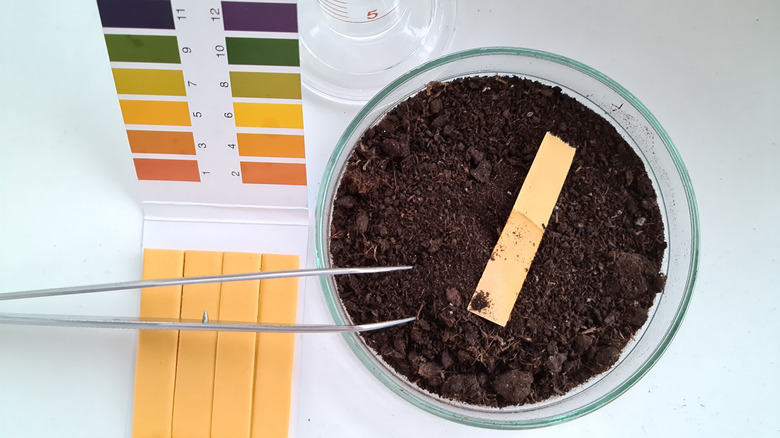 pH strip in jar of soil