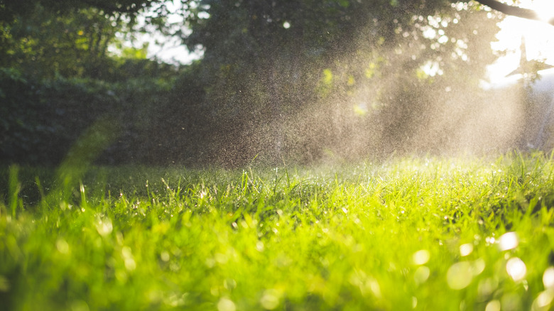 Lawn being sprayed with fine mist