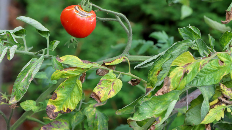Tomato plant infected with blight, with discolored crispy leaves and a single infected tomato