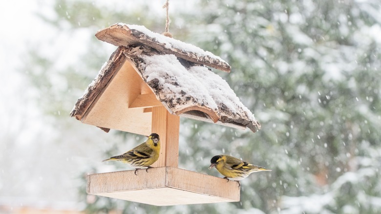 Yellow birds on snowy feeder