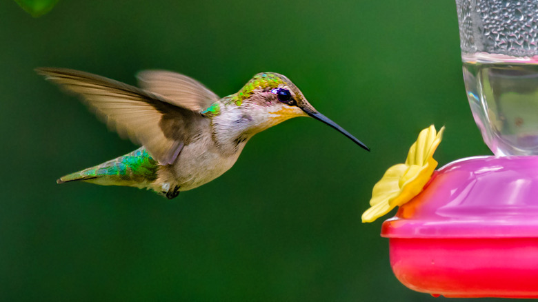 Hummingbird at feeder