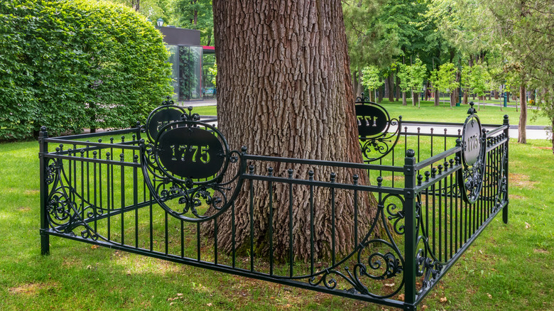 Large heritage tree with black metal fence around it.