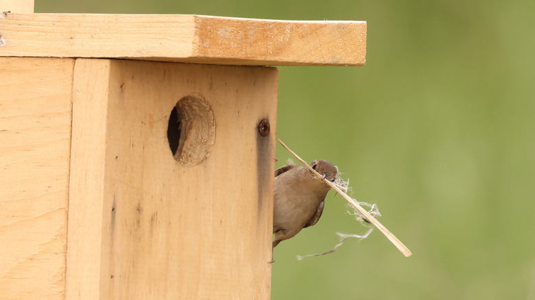 A house wren holding nest materials, perched on the edge of a nesting box