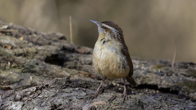 A Carolina wren perched on a log