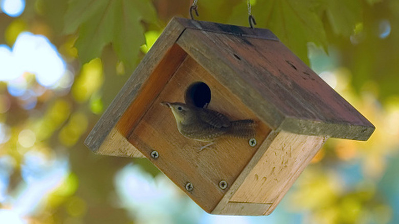 Wren sitting in a diamond-shaped wren nesting box in a tree