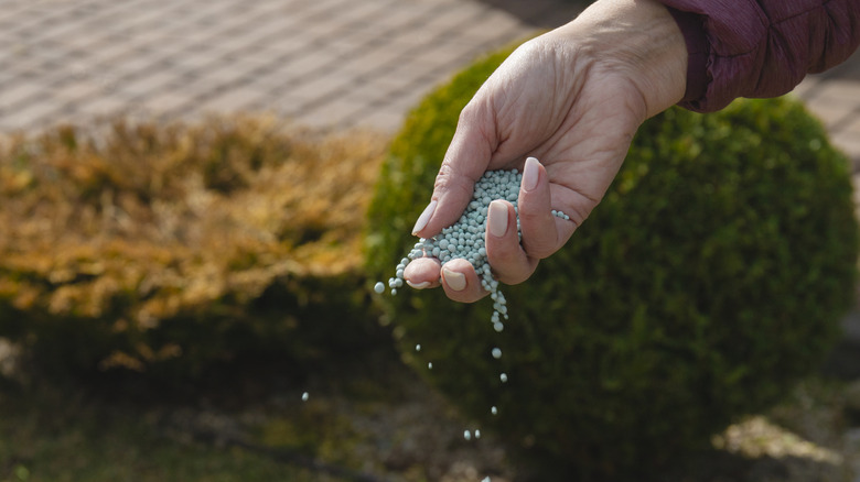 Woman's hand full of granulated fertilizer in backyard.