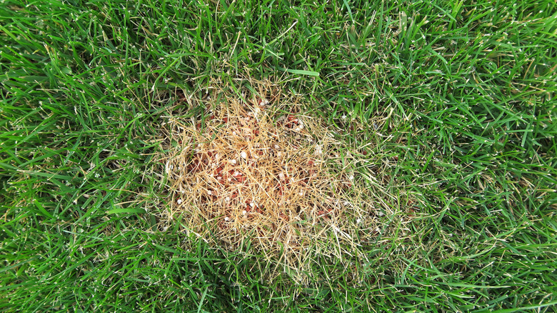 Brown fertilizer burn surrounded by green grass