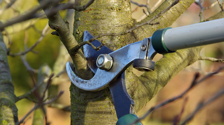 pruning branch of tree