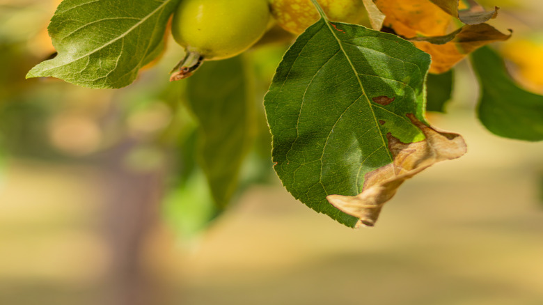 closeup on quince tree branch