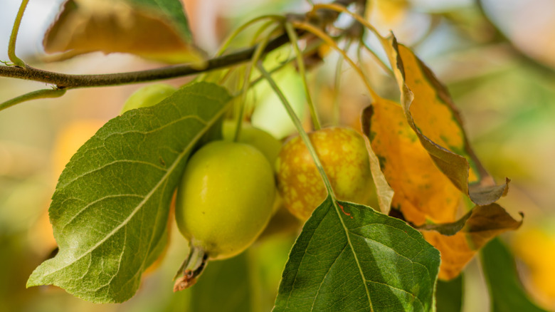 closeup on quince tree branch