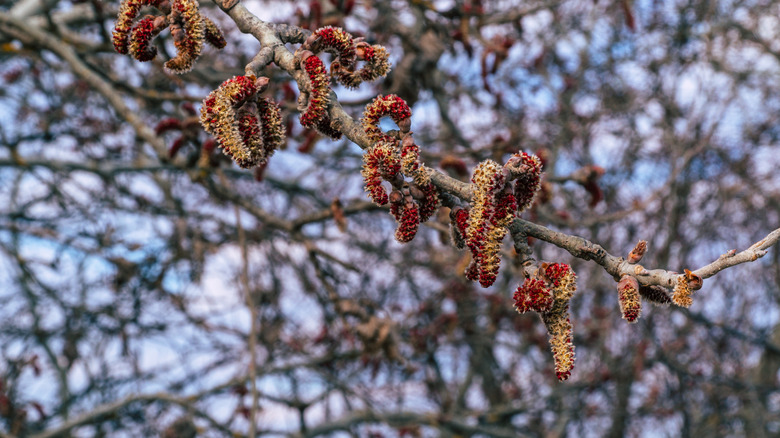 messy flowers and branches of eastern cottonwood tree