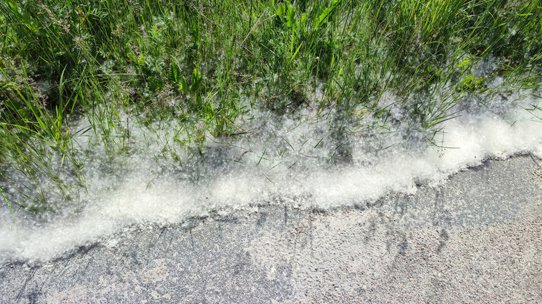 Closeup of cottonwood seed on the sidewalk