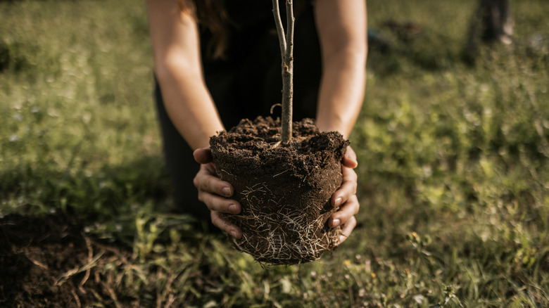 A young woman carefully lowers a tree seedling into a freshly dug hole