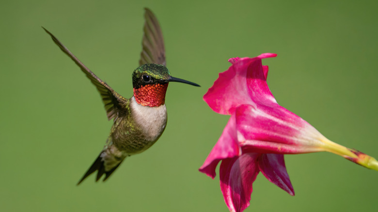 A ruby-throated hummingbird hovers in front of a pink flower.